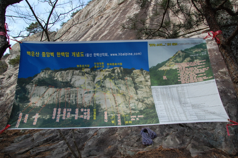 꿈꾸는소나무 이미지