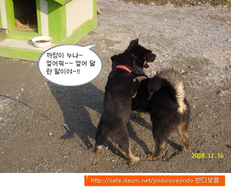 깜댕이 이미지